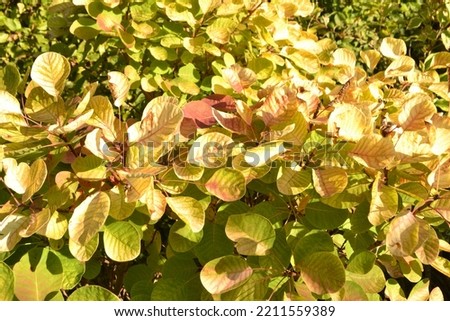 European smoke tree 'Golden Spirit' (Cotinus coggygria) Royalty-Free Stock Photo #2211559389
