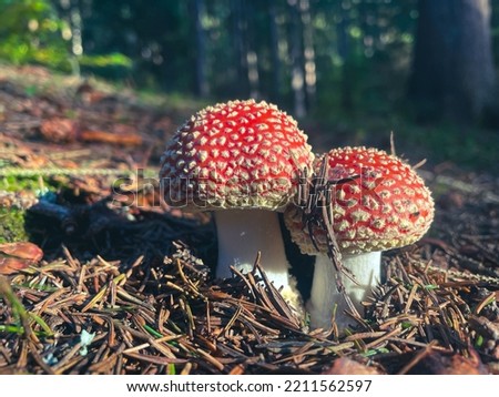 Beautiful red poisonous Amanita muscaria