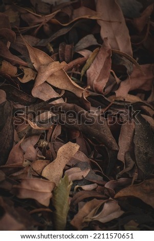 An abstract picture of leaves for backgrounds and textures