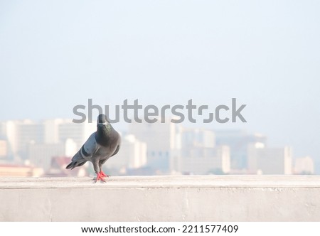 Gray dove walking on the wall,
 The background is  a group of buildings.