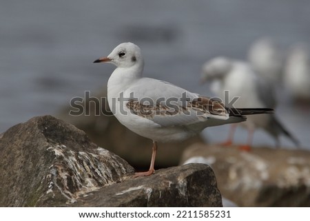 juvenile black headed gull on the rocks Royalty-Free Stock Photo #2211585231