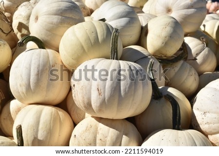 Pile of white pumpkins in the fall at a Long Island Farm Stand