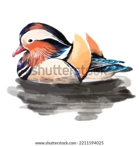 Vector watercolor illustration of mandarin duck bird.