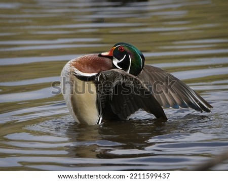Male Wood Duck Strutting and Stretching.