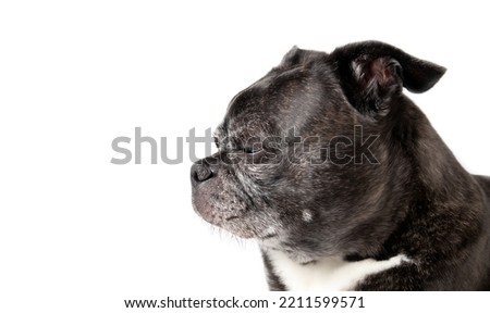 Isolated dog head shot. Side profile of black and white dog napping or sleeping with half closed eyes. Relaxed or content senior dog, 9 years old female boston terrier pug mix. Selective focus.