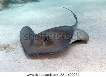 Southern Stingray in the Tropical Western Atlantic Royalty-Free Stock Photo #2211600091