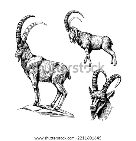 Mountain goat illustration, hand drawn vector sketch Royalty-Free Stock Photo #2211601645