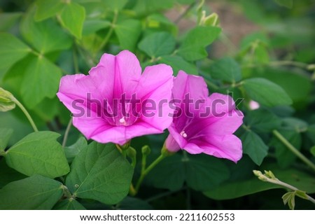 Blooming pink morning glory flowers with green leaves background