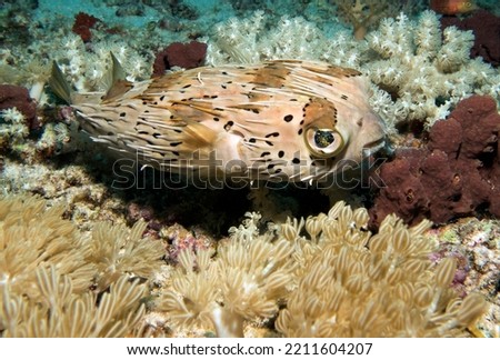A Masked Porcupinefish swimming amongst soft corals Boracay Island Philippines