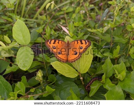 An orange butterfly or Peacock Pansy (Junonia almana) perched on a grass leaf