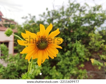 beautiful picture of yellow colored sunflower