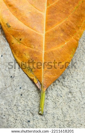 half Dried Leaves, Nature Dried leaves, Dead leaves, Dried leaves on floor background. Background Texture.