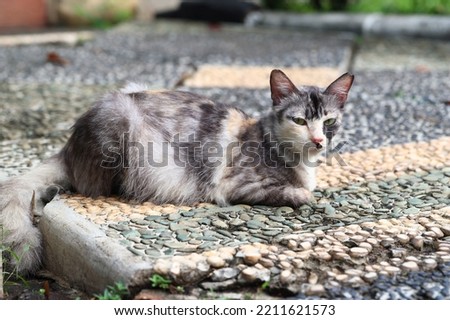 A cat sitting in pebble foor looking at something