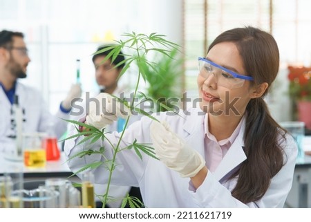 Happy Asian woman scientist smile looking plant cannabis leaves research cannabis alternative chemical extract in Farm Agro lab, pharmacist select leaf ganja alternative medicine legal laboratory. Royalty-Free Stock Photo #2211621719