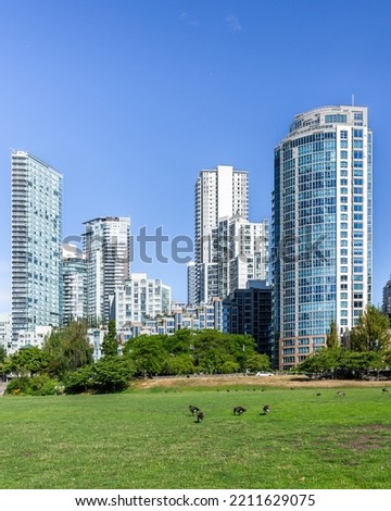 geese in park near skyscrapers in Vancouver, British Columbia, Canada