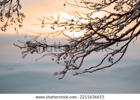 Beautiful winter landscape with field of white snow and tree branches in hoarfrost at sunset frosty day. High quality photo