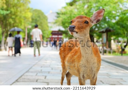 Deer and portraits in Nara Park Royalty-Free Stock Photo #2211643929