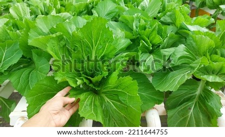 Green and Young Lettuce Vegetable in the closed farm, this picture was taken on July 2, 2022 in the south of Laos.
