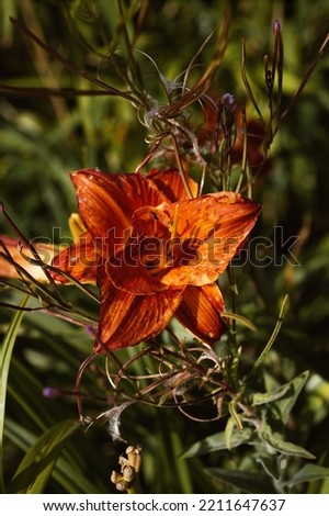 Picture Of A Beautiful Orange Flower