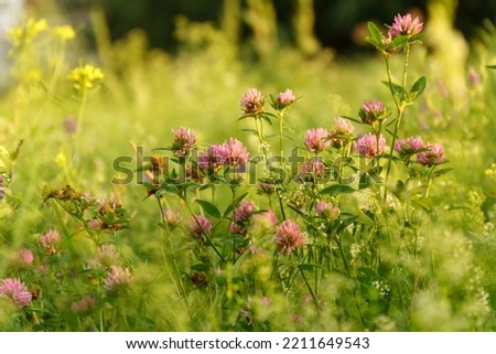 Trifolium pratense, red clover, is herbaceous species of flowering plant in beat family Fabaceae, Selective focus. Sunset