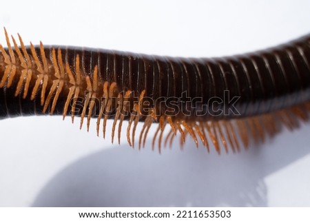 millipede isolated on white background