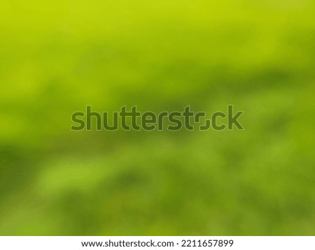 beautiful natural blurred green background 