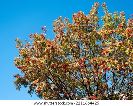 Japanese rowan tree with red fruits on blue sky.