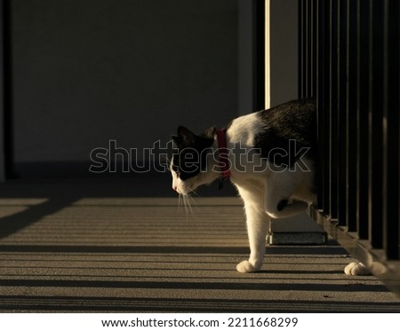 Cat walking through a gate
