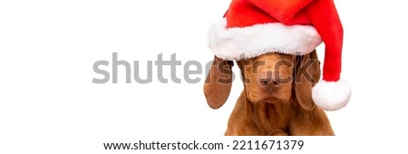 Dog Christmas Background. Vizsla wearing red Santa hat studio portrait on white background. Front view headshot. Merry Christmas dog banner.