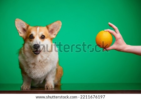 A hungry cute corgi dog is waiting for a healthy meal from the owner. Corgi dogs love citrus fruits. Healthy lifestyle, detoxification concept. Taking care of pets.