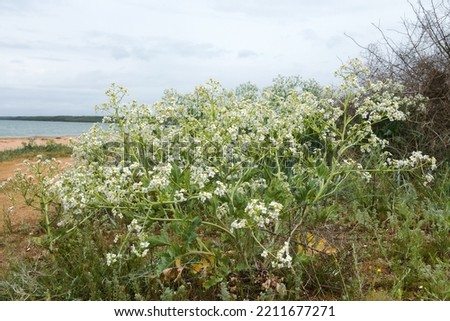 Russian sea kale (Crambe tatarica) blooms on coast of Azov Sea, Arabatskaya Strelka spit. Renascent, behind are last year's dry vegetative parts. Rare Mediterranean plant, only deposits and raw lands Royalty-Free Stock Photo #2211677271