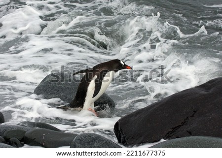 King penguins having a life on a beach. Penguins in Antarctica