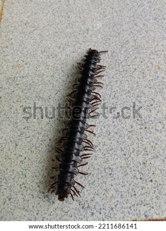Polydesmida is the largest order of millipedes, containing about 3,500 species, including all millipedes reported to produce hydrogen cyanide. Royalty-Free Stock Photo #2211686141