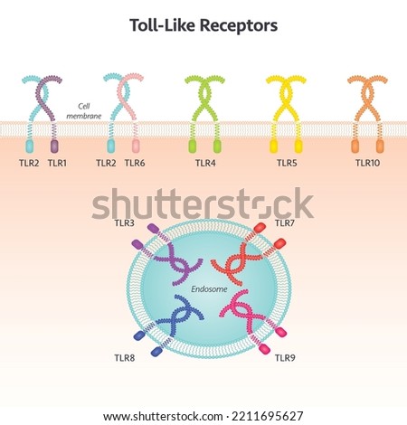 Toll-like receptor science vector illustration background graphic Royalty-Free Stock Photo #2211695627