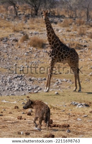 Spotted Hyaena (Crocuta crocuta) cooling off in a waterhole alongside a Giraffe (Family Giraffidae) trying to have a drink in Etosha National Park, Namibia