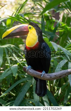 Cute colorful Toucan on Branch