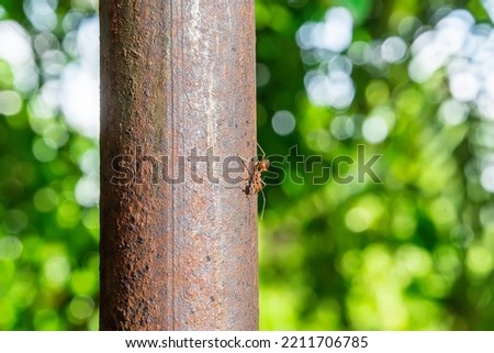 Single red ant alone walking on an iron pole on a nature background.
