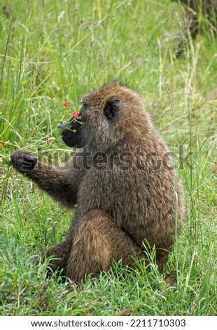 A baboon sitting on the grass smelling a red flower                            