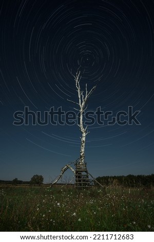 Star trails over moon lit tree