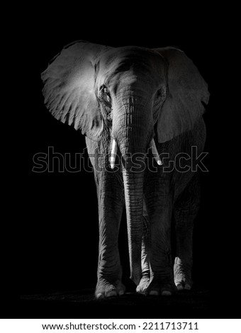 elephant lit against black background