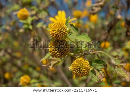 close up photo tree marigold flowers with only stamens left on blurred background, Tithonia diversifolia or Nitobe chrysanthemum