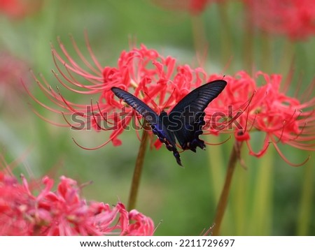 In autumn, cluster amaryllis in full bloom attracts butterflies