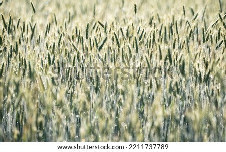 Green ears of grain. Rye in the spring season, agriculture. Cereal ripening in the field. Green ear in close-up.