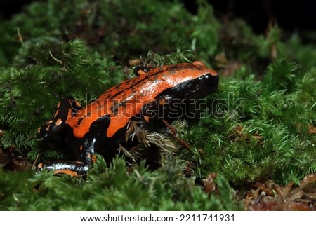 Phrynomantis microps walking frog on moss, West african rubber frog on moss with black background 