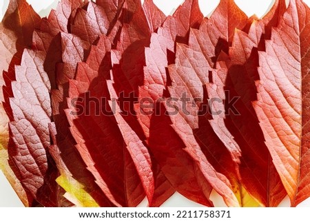 Macro photo of autumn red green yellow leaves as natural texture background. Gradient fall colors aesthetic backdrop with leaves texture close up, sunlight shadows, beauty of nature. Virginia creeper