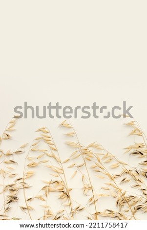 Close up ripe yellow ears of oats on beige color background. Top view ears of cereal crops, natural organic oats grain crop, harvest concept, minimal design, agricultural cereals plant, health food
