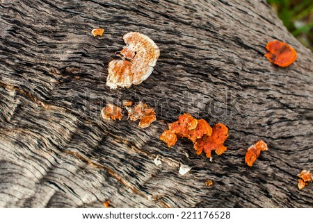 yellow shelf mushrooms growwing on an old tree
