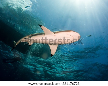 Blacktip reef shark (Carcharhinus melanopterus) swimming on the turquoise clear water, with the sunshine and a silhouette of the boat on the surface. Micronesia, Yap, Pacific ocean.