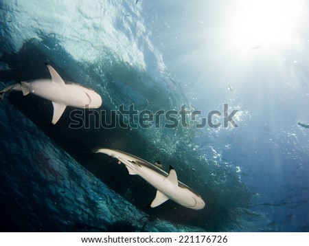 Two Blacktip reef sharks (Carcharhinus melanopterus) swimming on the turquoise clear water, with the sunshine and a silhouette of the boat on the surface. Micronesia, Yap, Pacific ocean.