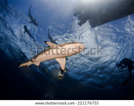 Blacktip reef sharks (Carcharhinus melanopterus) swimming on the turquoise clear water, with the sunshine and a silhouette of the boat on the surface. Micronesia, Yap, Pacific ocean.
